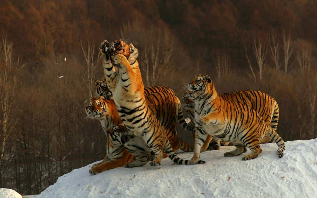 九游体育-吉林老虎与青岛海牛火爆交锋，点燃激情的简单介绍